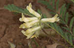 Tennessee milkvetch